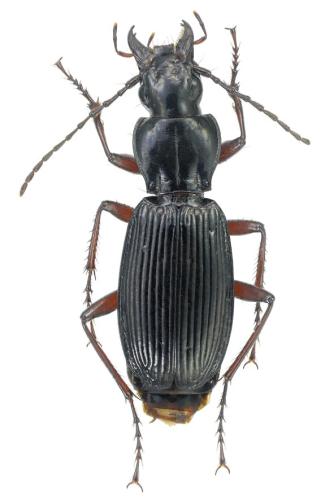 Pterostichus hagenbachii hagenbachii